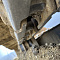 Cat 323